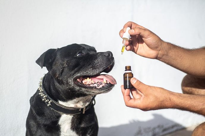 How CBD Can Help Your Pet