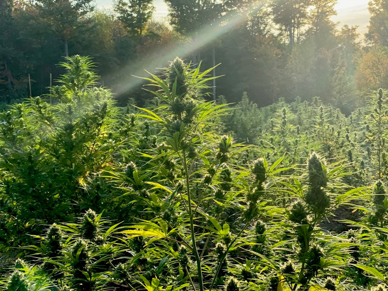 A gorgeous ray of sunshine shining down on Dr. Benny's CBD farm during it's harvest